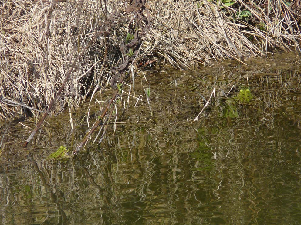 Lago artificiale da naturalizzare in piena Maremma!